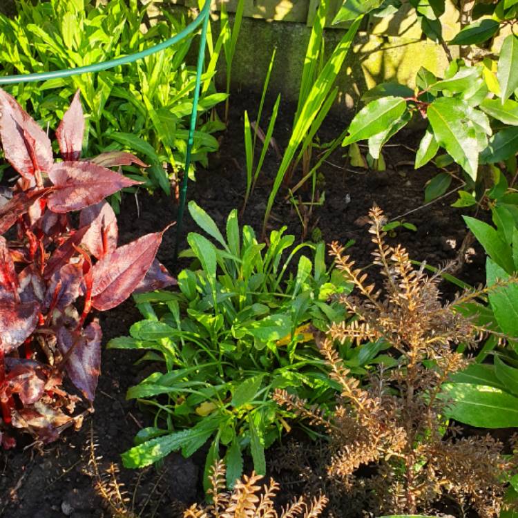 plant image 972175