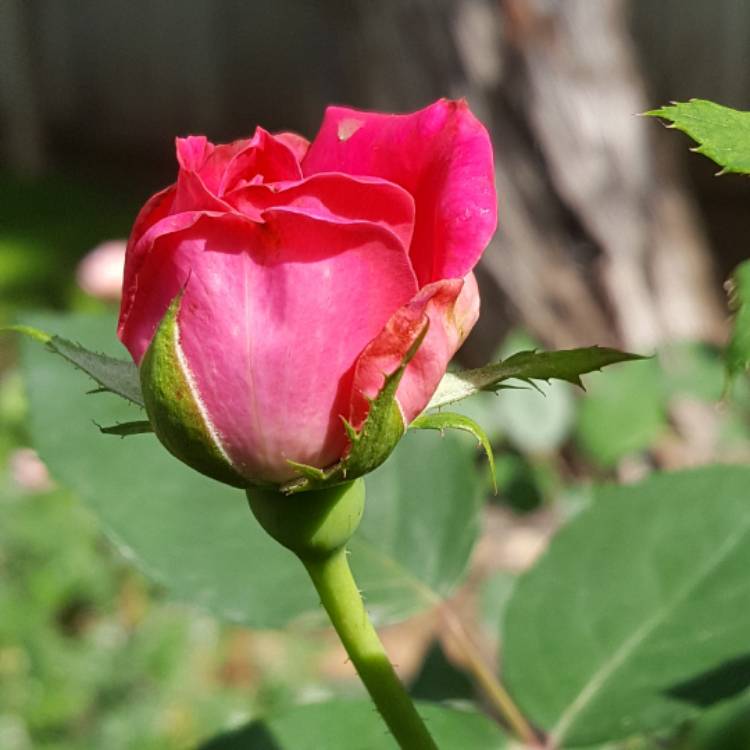 plant image 394186