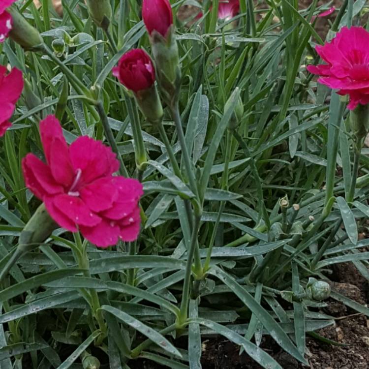 Plant image Dianthus chinensis x barbatus