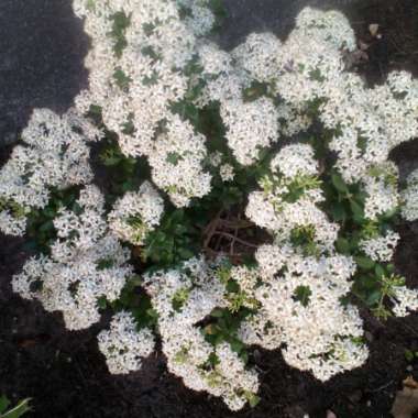 John's garden
