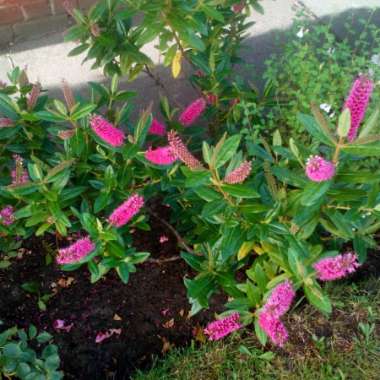 John's garden