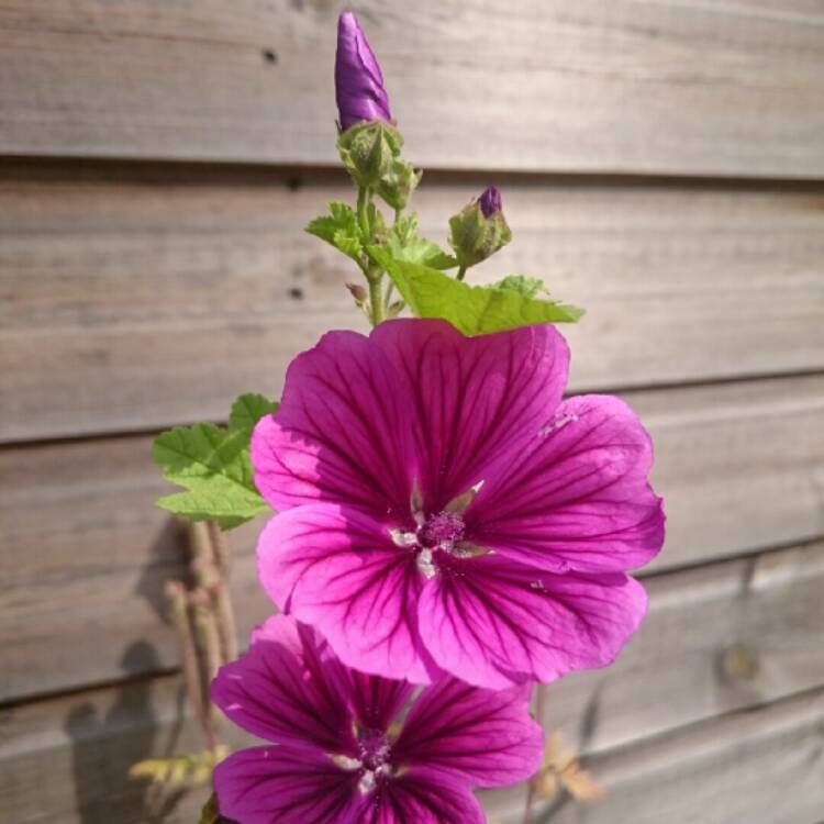 plant image 209117