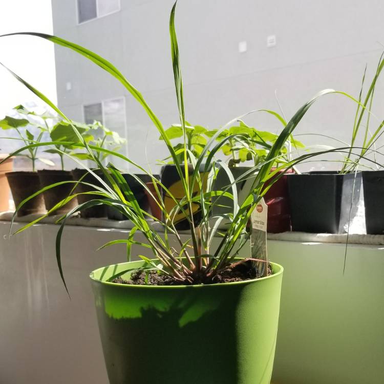 plant image 1250320