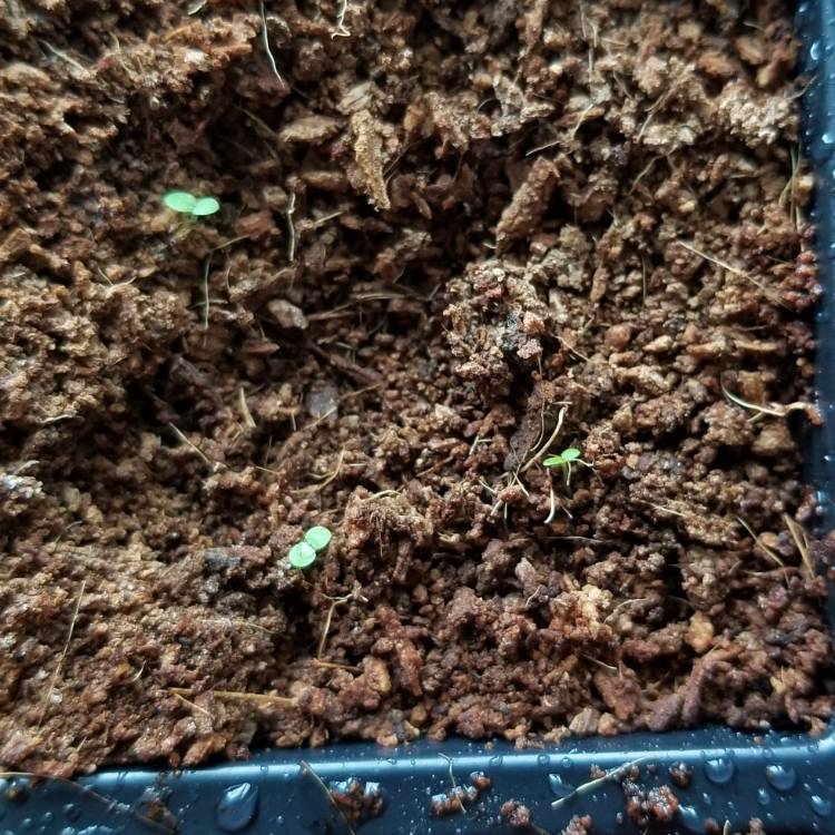 Plant image Nicotiana alata 'Lime Green'