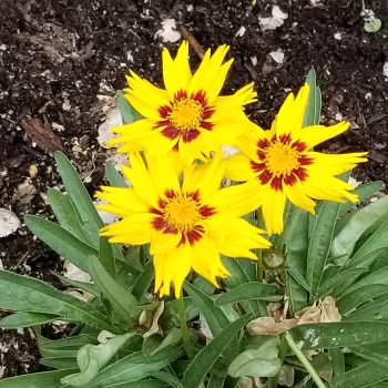 Plant image Coreopsis lanceolata 'Sterntaler'