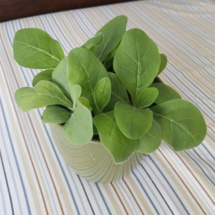 plant image 1302709