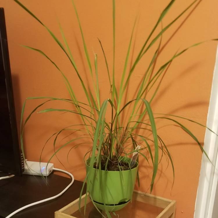 plant image 1304968