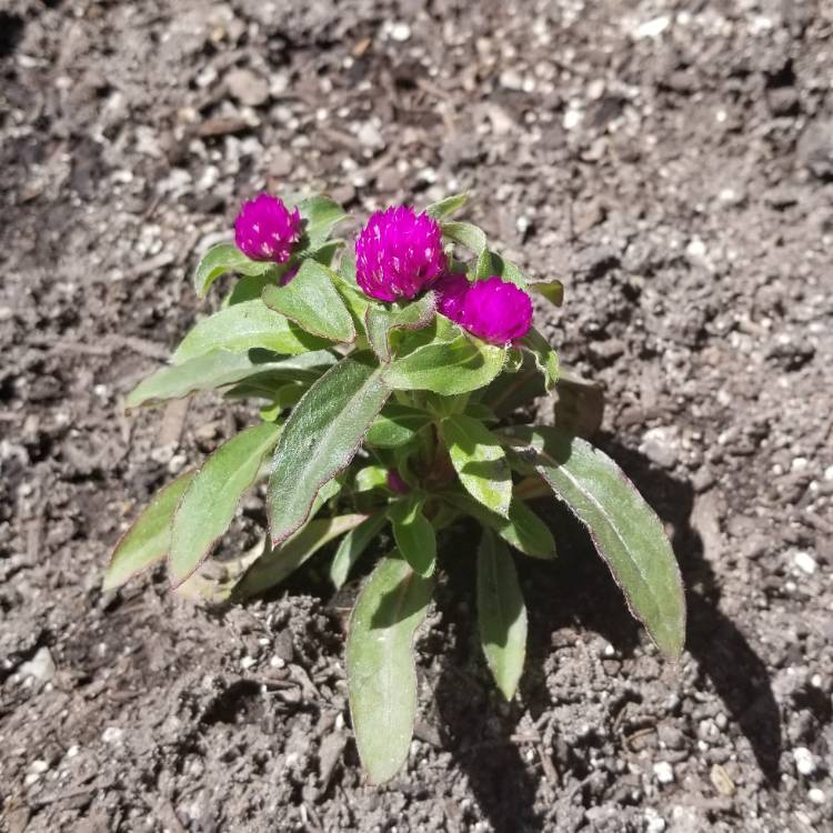 Plant image Gomphrena globosa 'Buddy Purple'