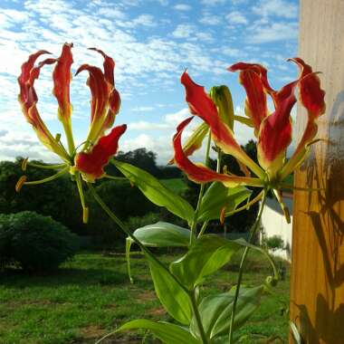 Gloriosa superba