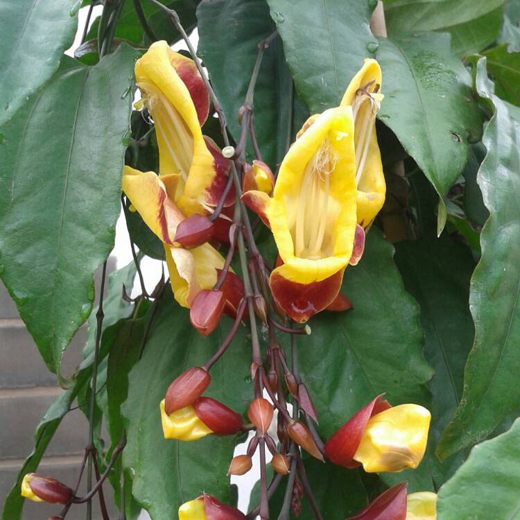 plant image 742935