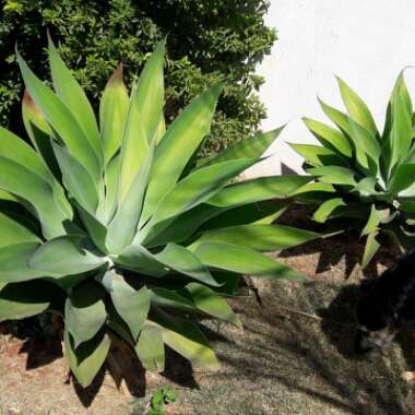 Agave attenuata