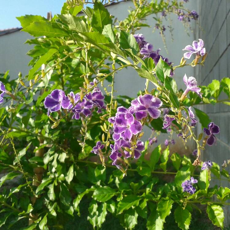 plant image 751811 plant image 751811