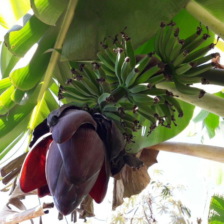 plant image 753181