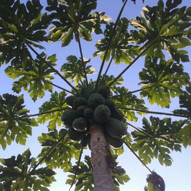 Carica papaya