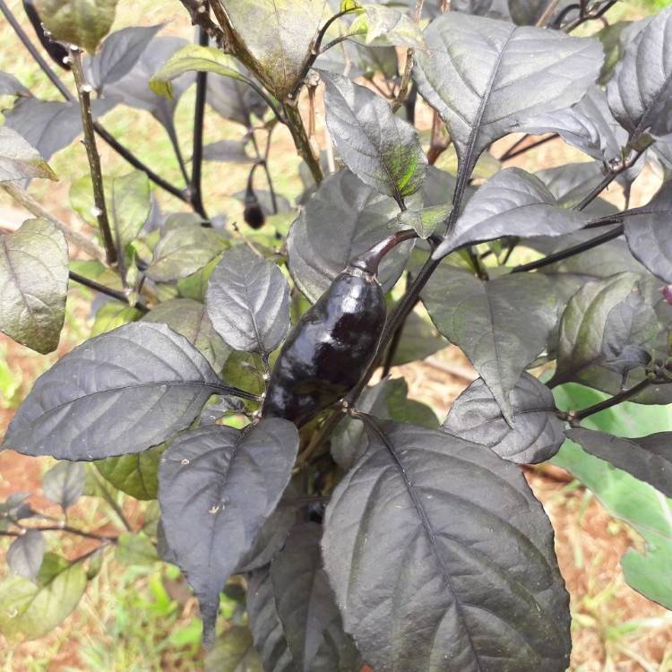 Plant image Capsicum chinense 'Pimenta Da Neyde