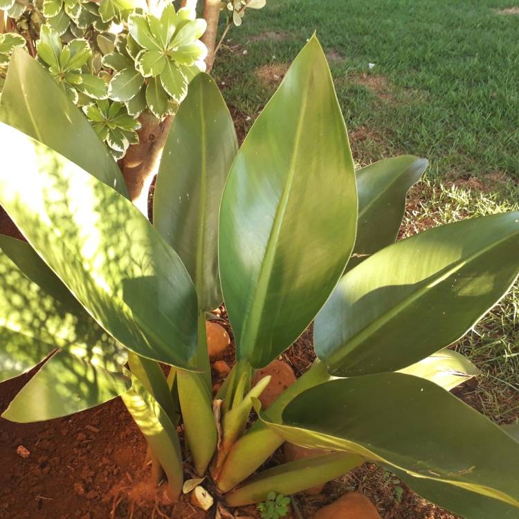 Plant image Philodendron martianum