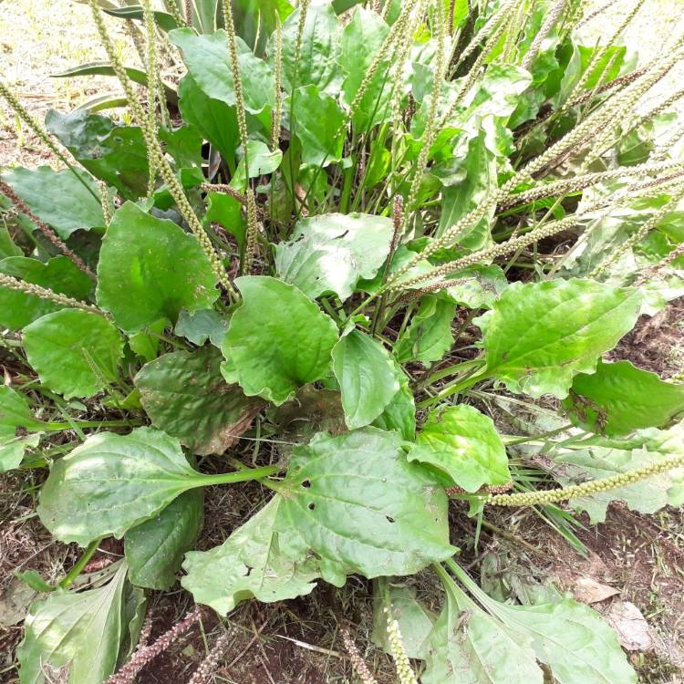 Plant image Plantago major