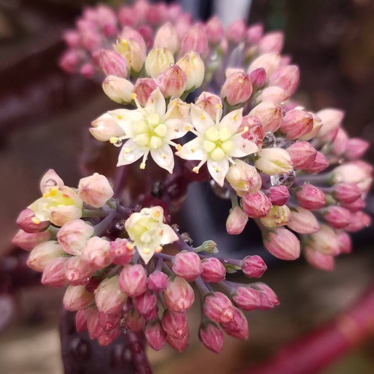 Plant image Sedum 'Touchdown Teak'
