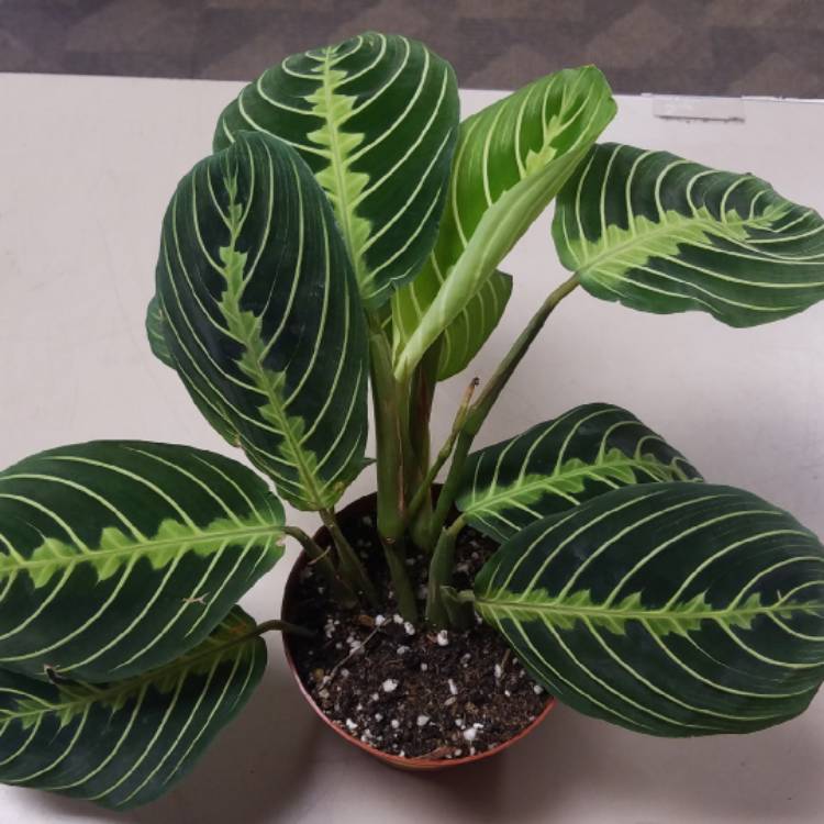 Plant image Maranta Leuconeura ‘Marisela'