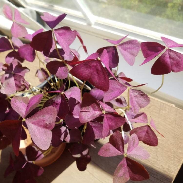 plant image 1261201
