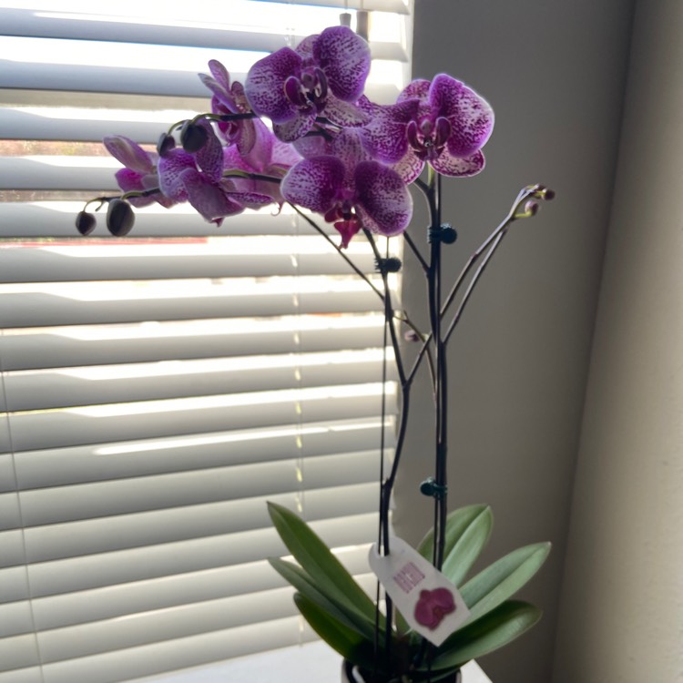 plant image 1282891