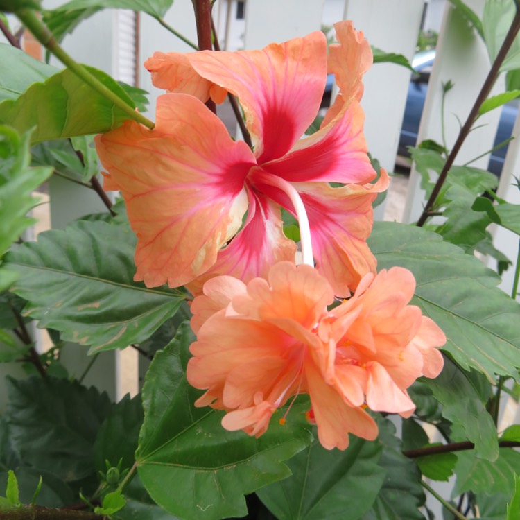 plant image 1217567