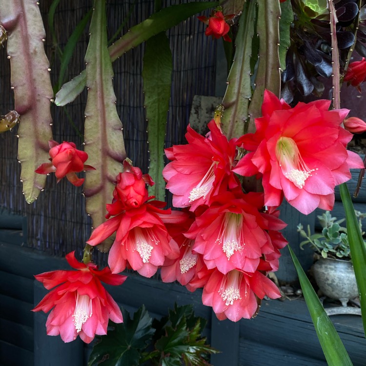 plant image 1403032