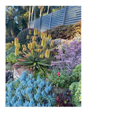 Sandra's garden