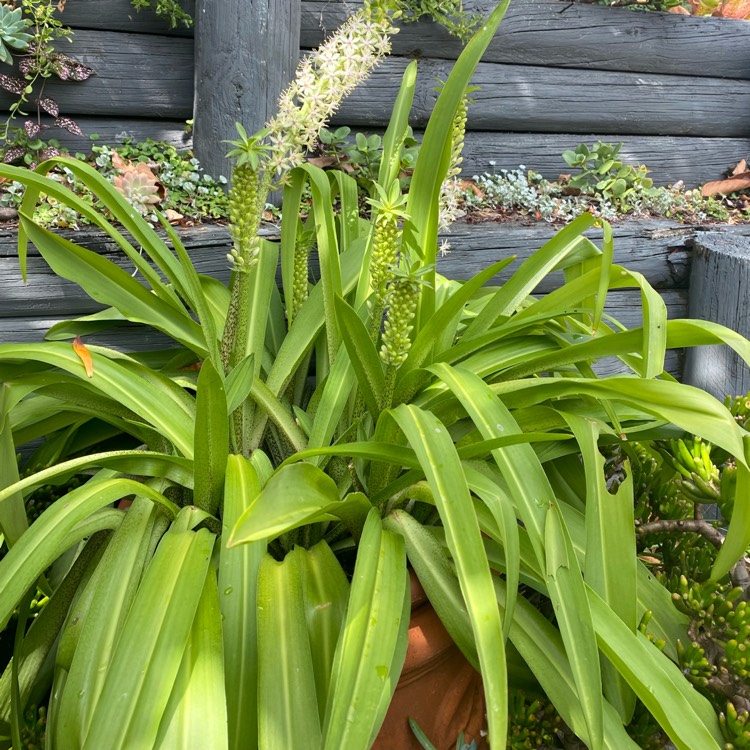 plant image 1642892