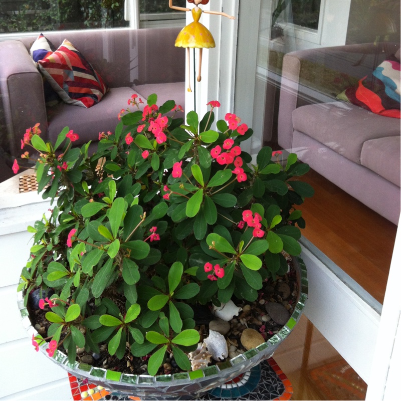 Euphorbia milii