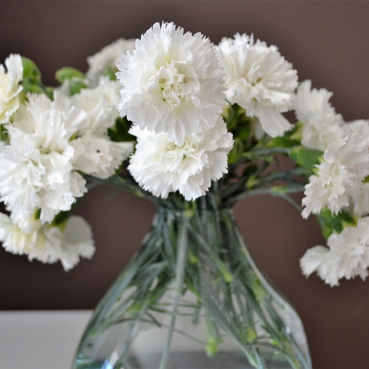 Plant image Dianthus 'Memories'