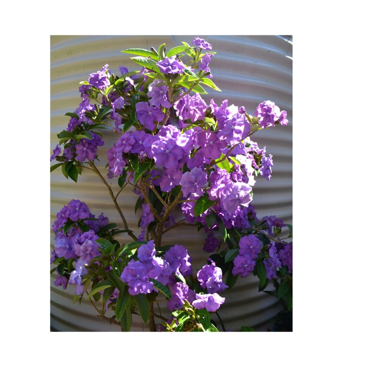 plant image 257488 plant image 257488