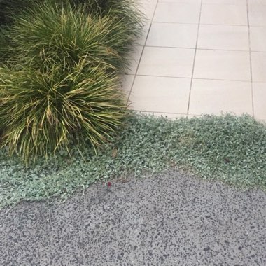 Dichondra argentea 'Silver Falls'