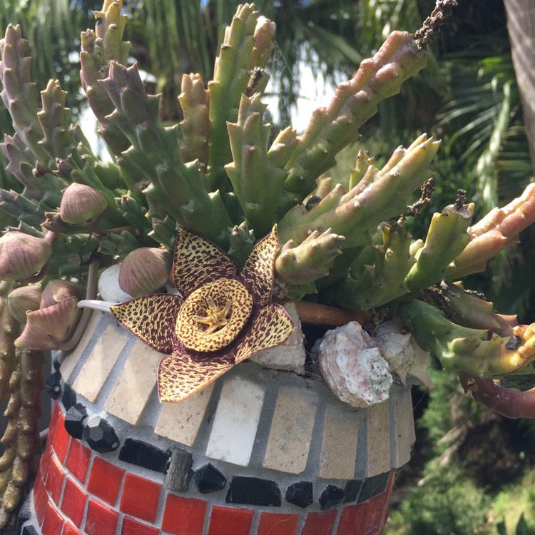 plant image 629744