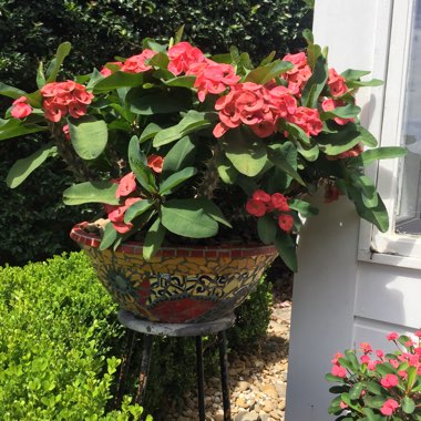 Euphorbia milii