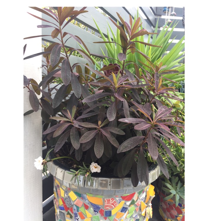 plant image 659629