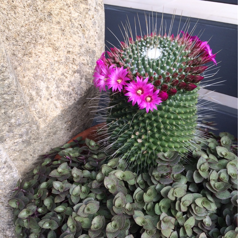 Plant image Mammillaria spinosissima f. rubrispina