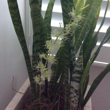 Sansevieria trifasciata