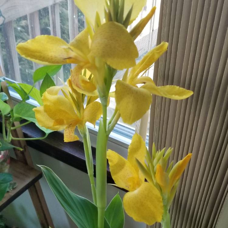 Plant image Canna 'Alaska'