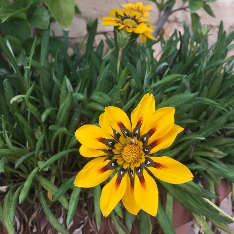 plant image 1187214 plant image 1187214