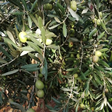 Olea europaea