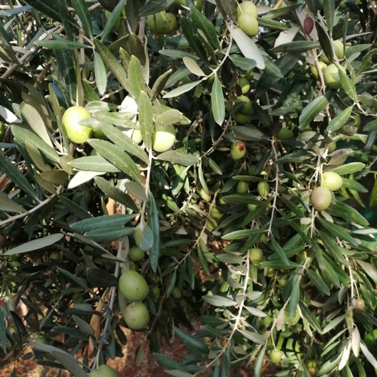 plant image 1189731
