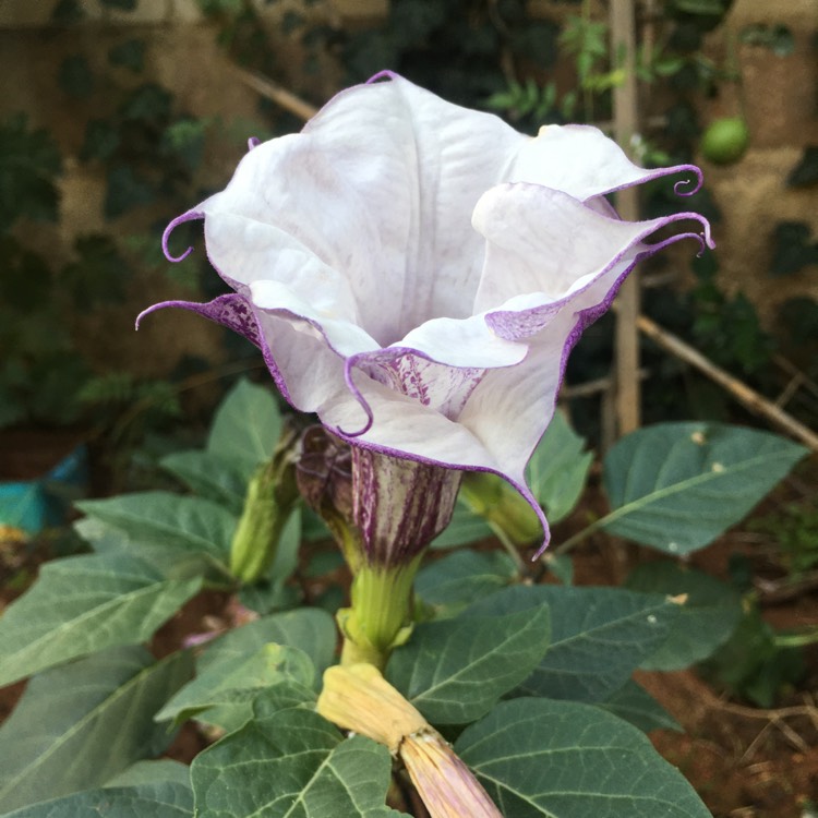 plant image 1190479