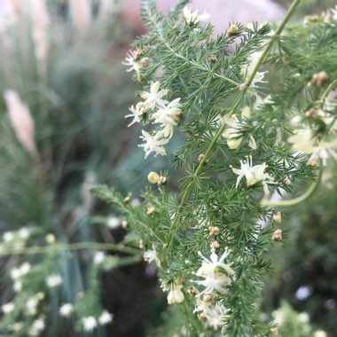 Asparagus setaceus