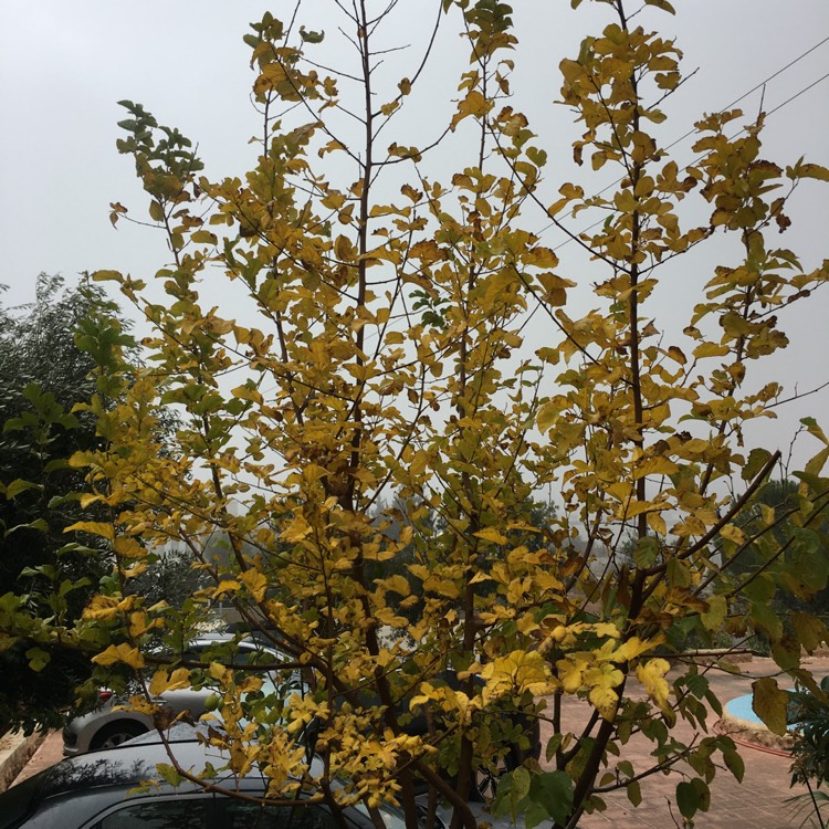 plant image 1205512