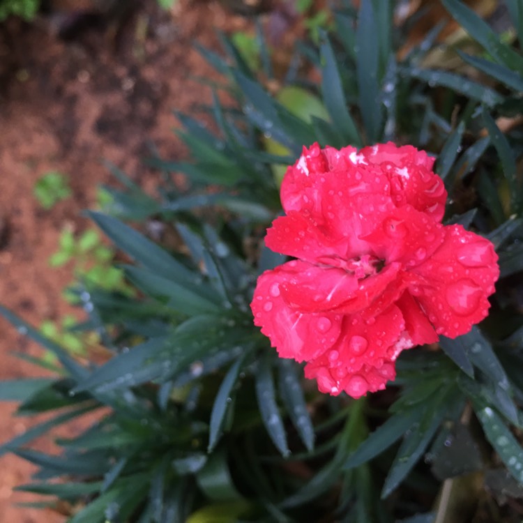 plant image 1207298