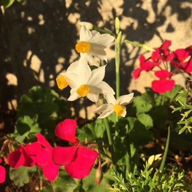 Narcissus