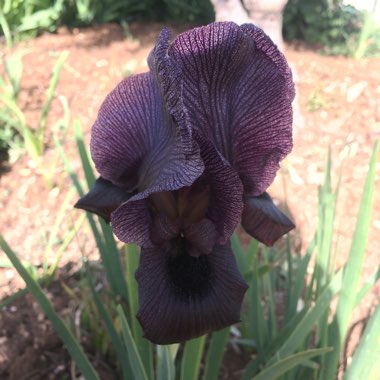 Iris chrysographes Black-Flowered syn. Iris chrysographes Black-form