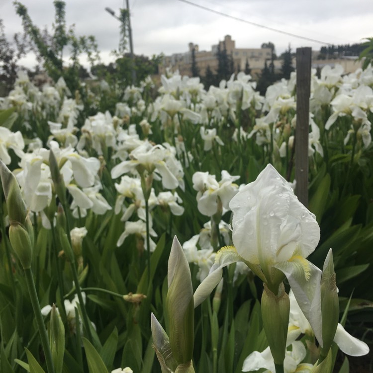 plant image 1258657