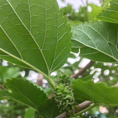 Morus Alba
